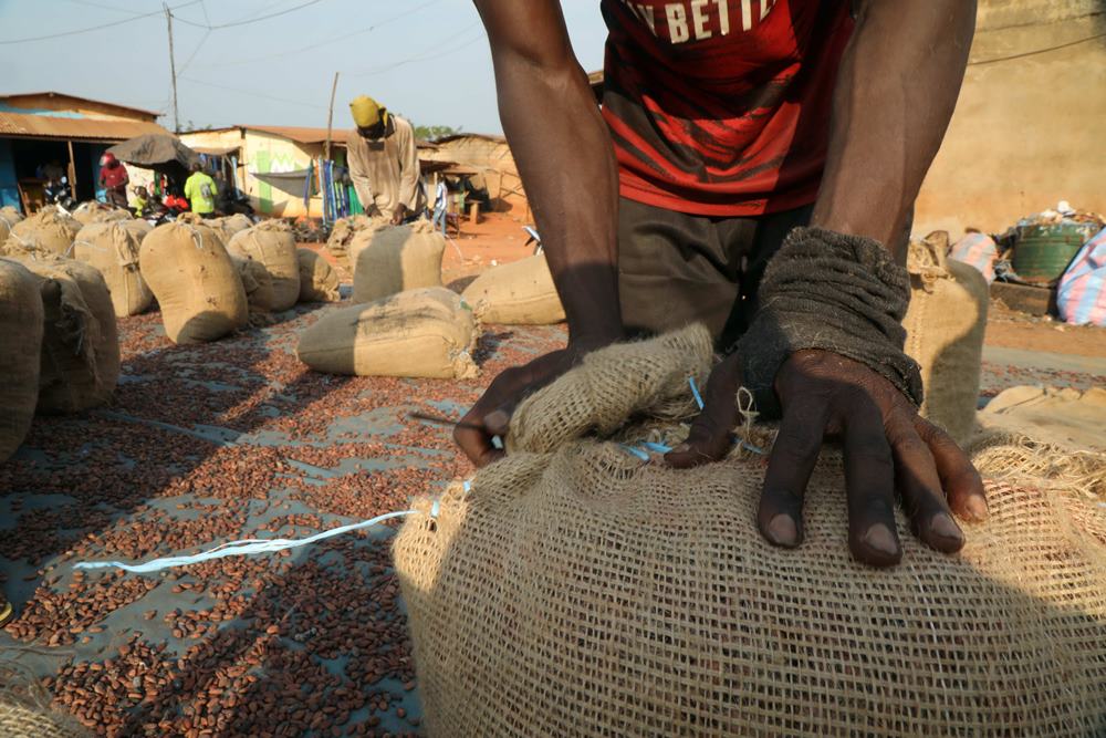Ivory Coast Struggles To Meet Eu Sustainability Standards For Cocoa