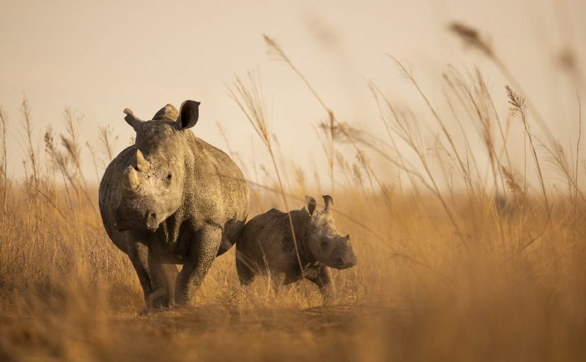 World's Largest Rhino Farm In South Africa Acquired By African Parks To Combat Poaching