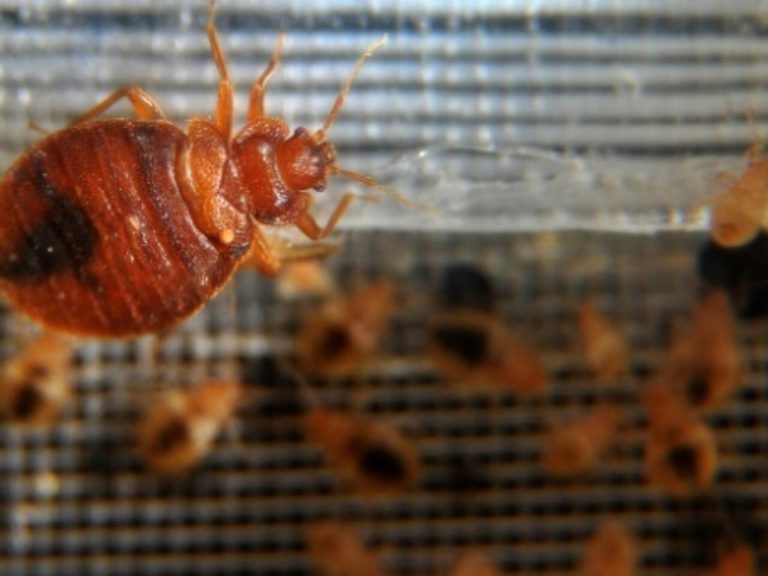 Algerian Authorities Tighten Health Measures At Borders Amid Bedbug Concerns